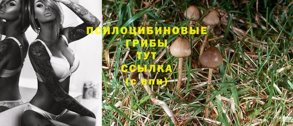 стафф Арсеньев